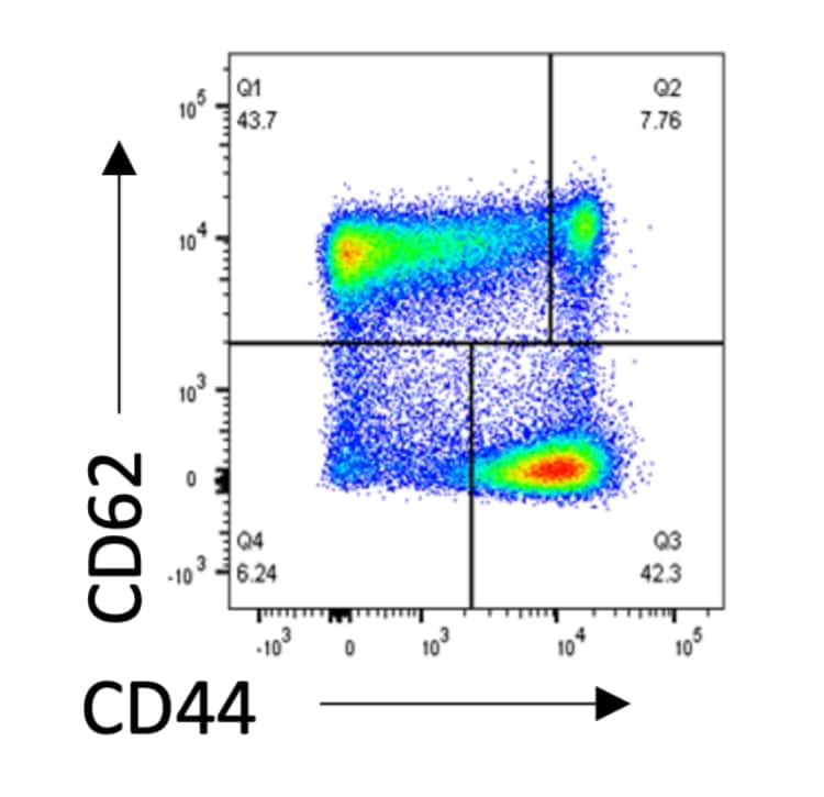 Memory T Cells phenotypes
