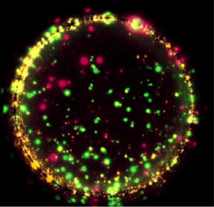 T Cells polyfunctionality