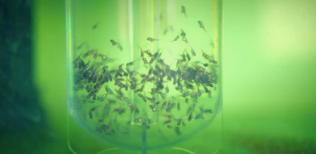Ictyodev possesses its own specific pathogen-free (SPF) Tilapia Hatchery